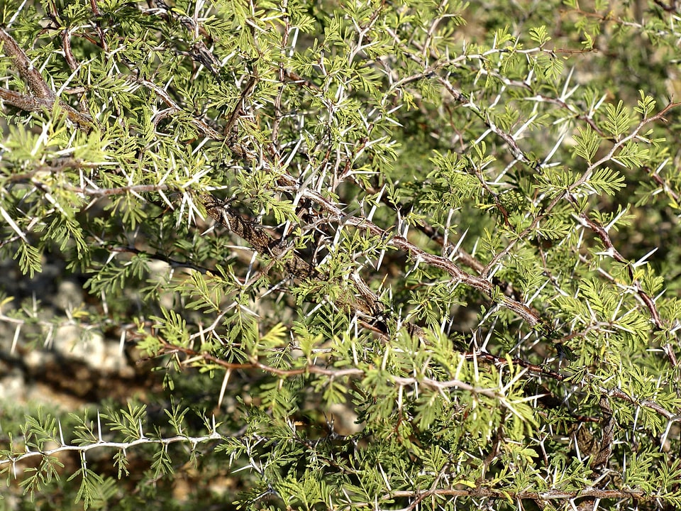 Branch dark green daylight