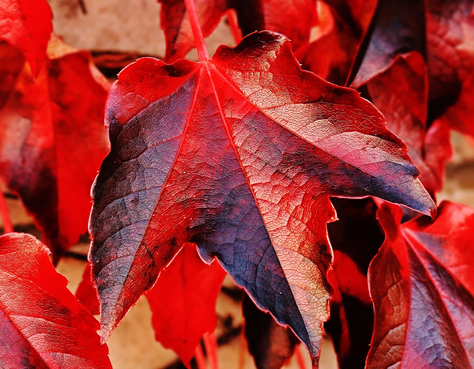 Autumn autumn season beautiful photo