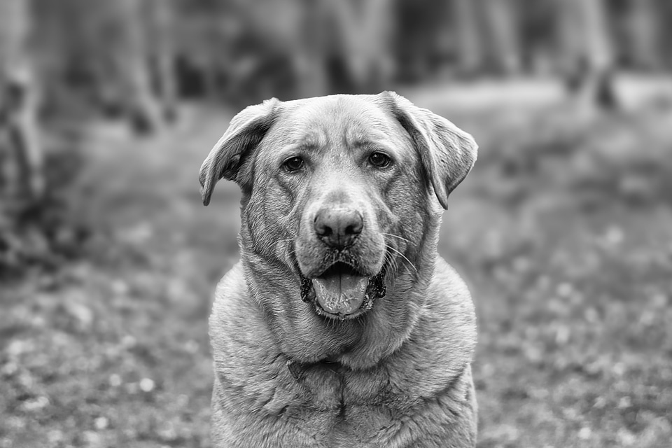 Adorable animal black and white