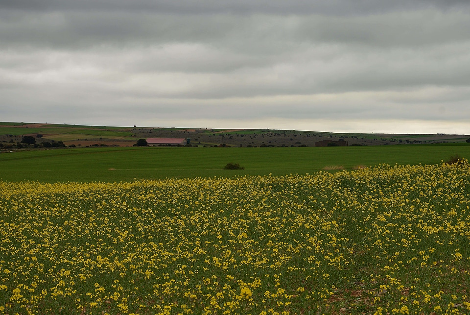 Agriculture Brassicaceae cloud