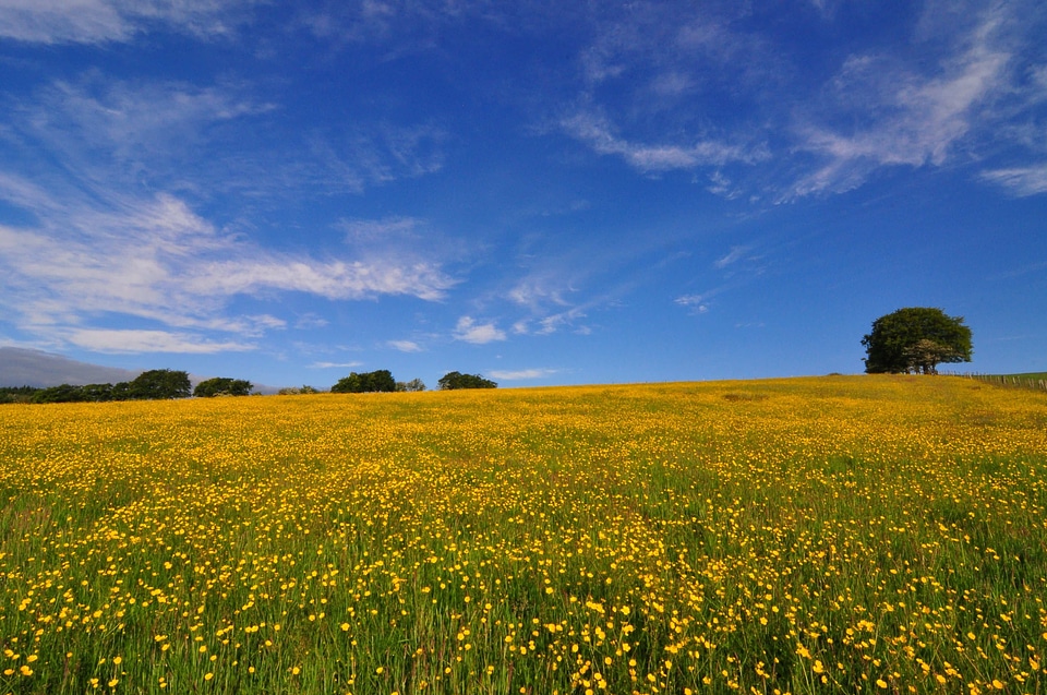 Agriculture blue sky cloud