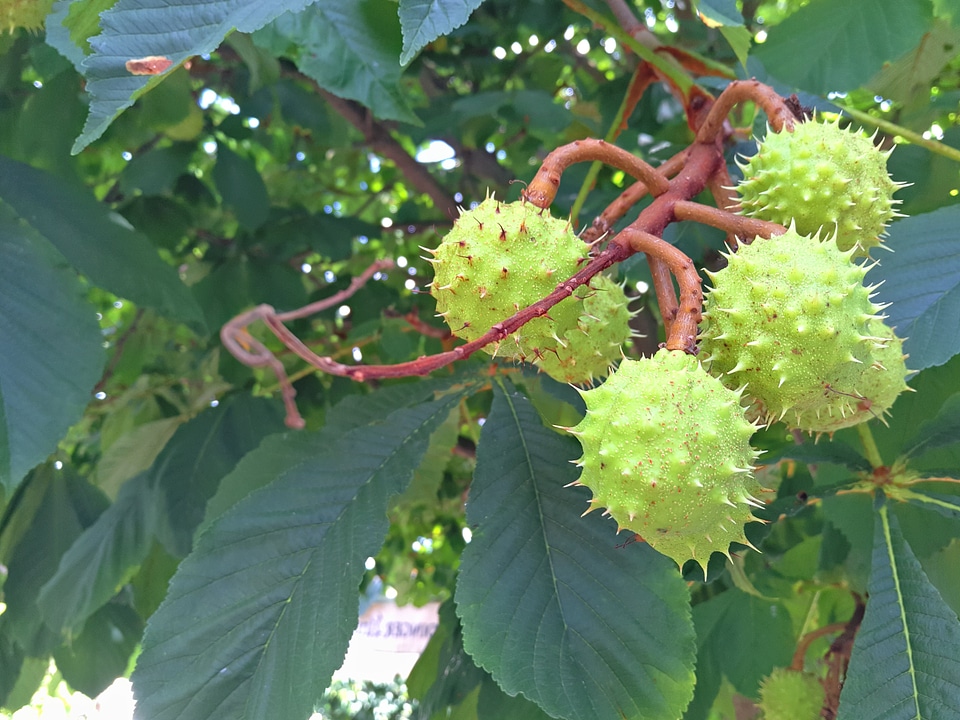 Branch chestnut daylight