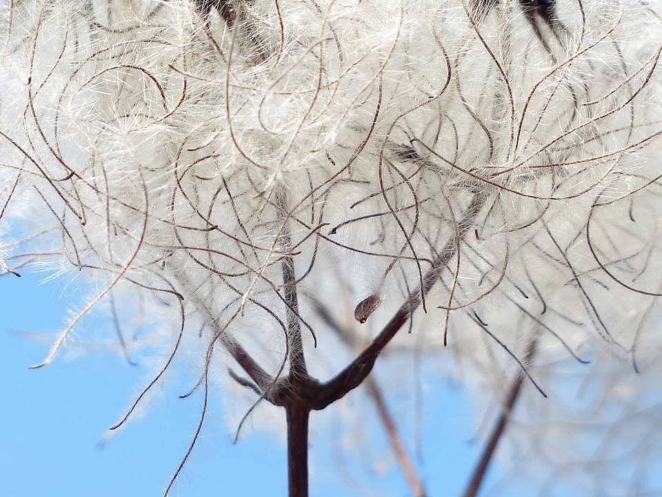 Blue Sky branch cloud