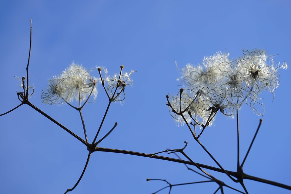 Blue Sky branch cloud