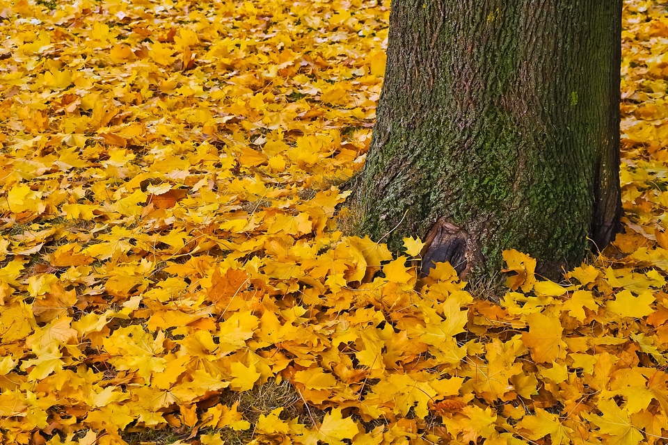 Autumn autumn season branch