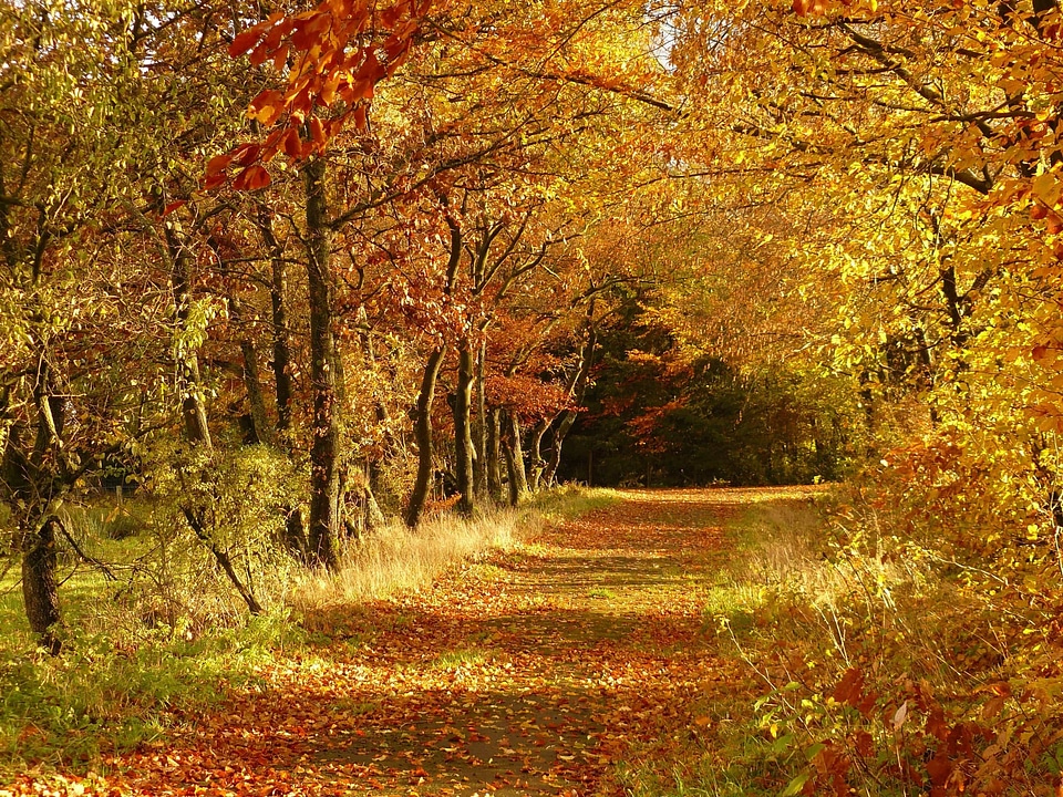 Autumn autumn season bench