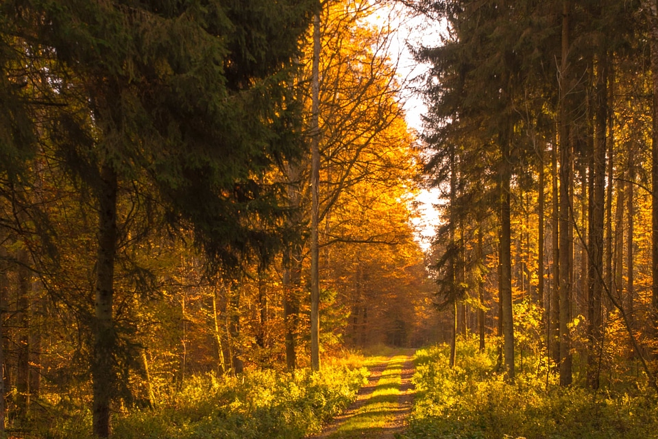 Autumn autumn season branch photo