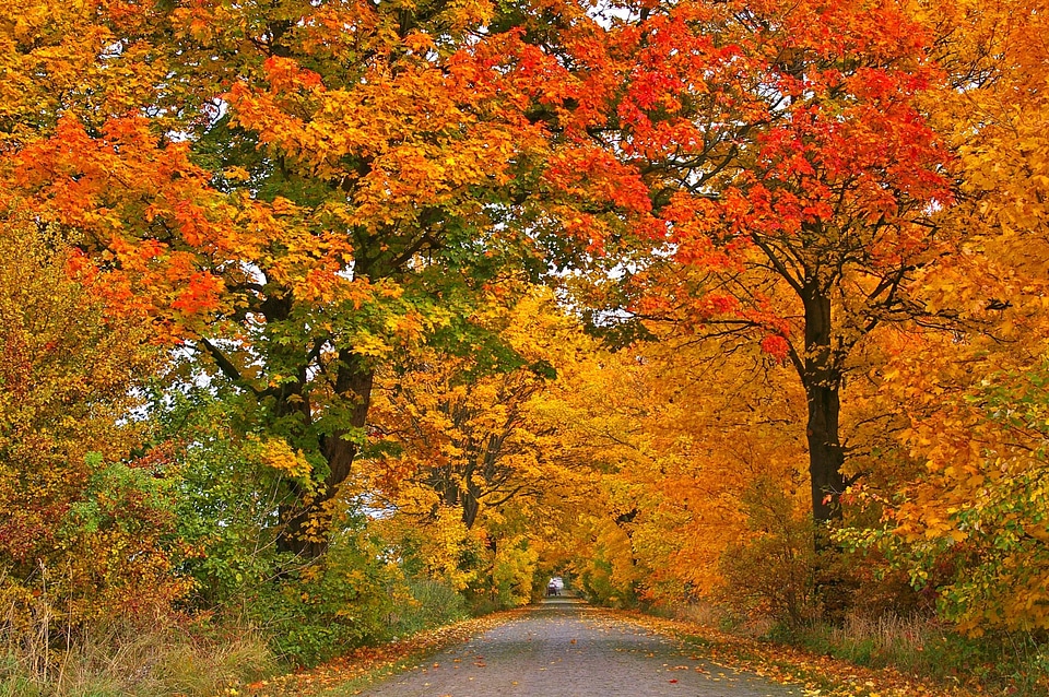 Asphalt autumn autumn season