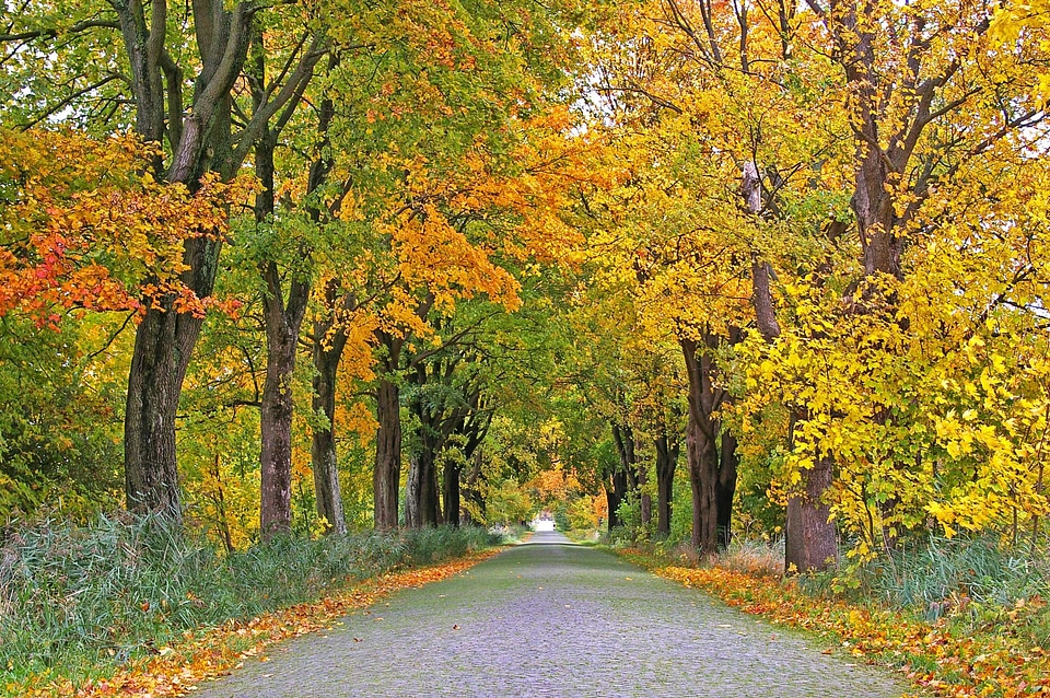 Autumn autumn season branch