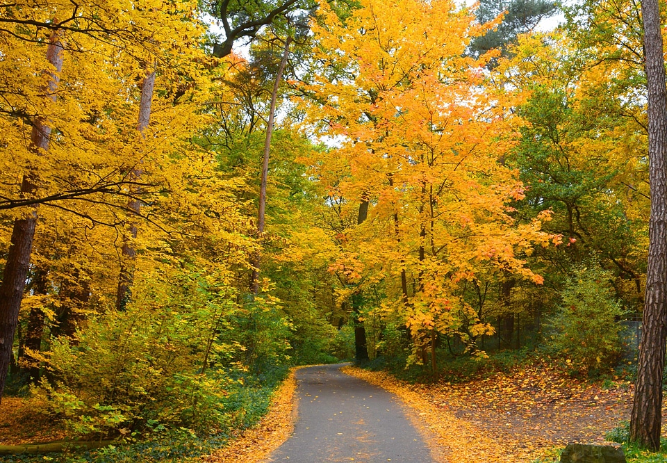 Asphalt autumn autumn season