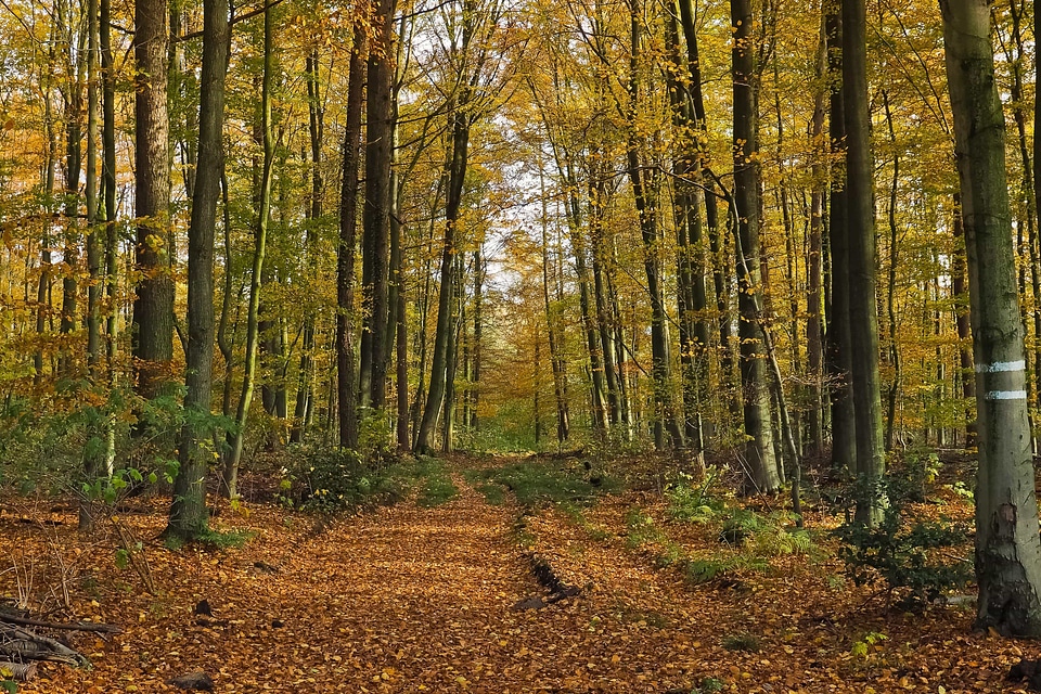Autumn autumn season beech