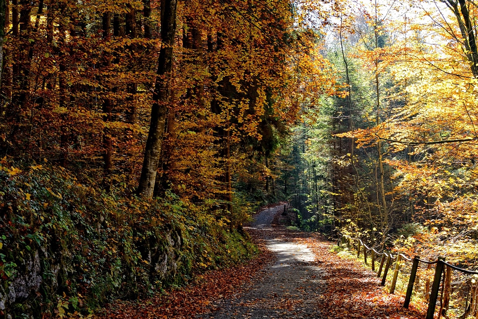 Autumn autumn season branch