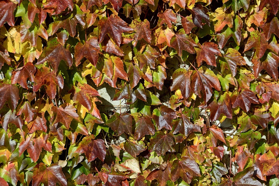 Autumn autumn season brown