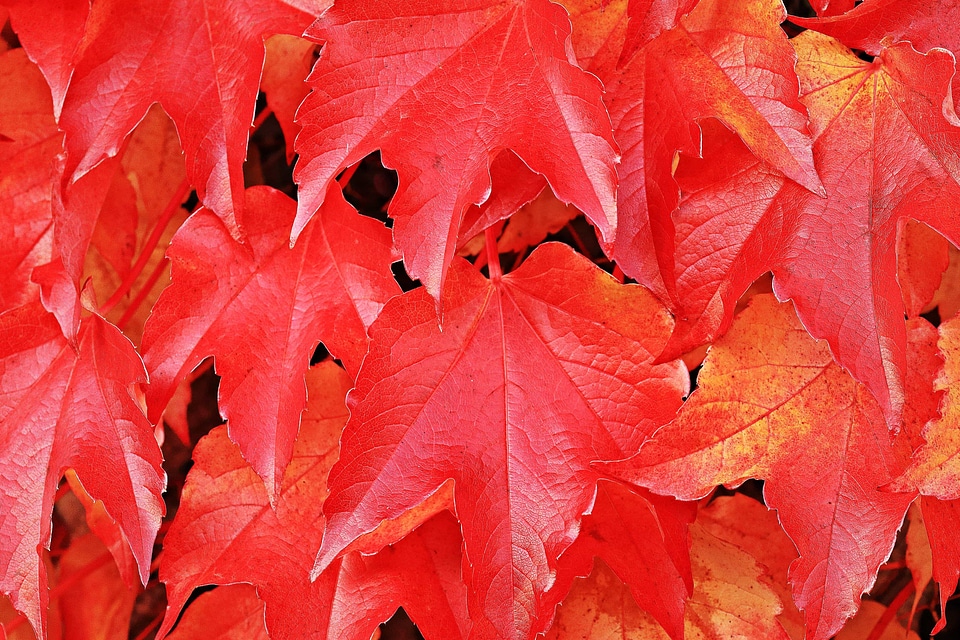 Autumn autumn season branch