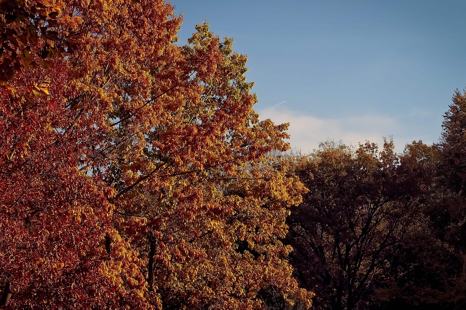 Autumn autumn season blue sky