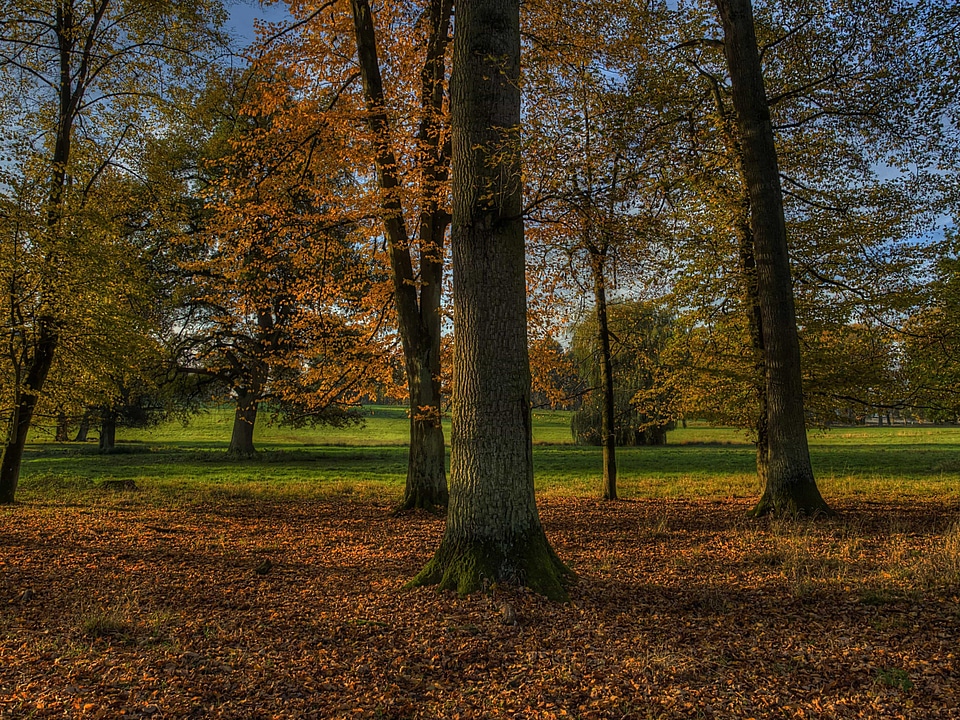 Autumn autumn season blue sky