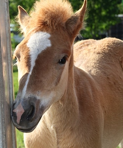 Brown beautiful animal