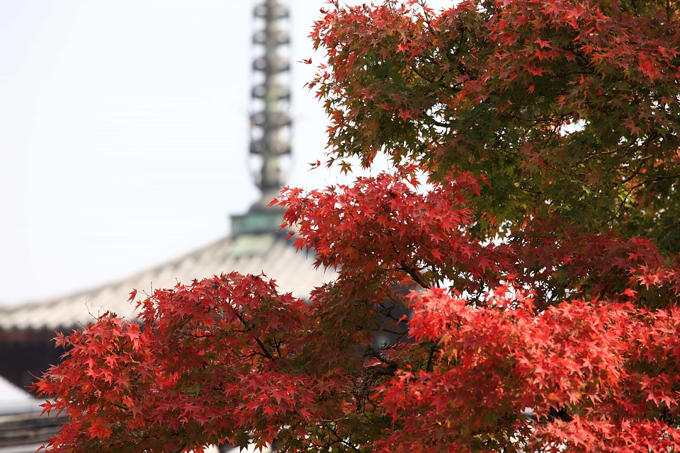 Autumn autumn season branch