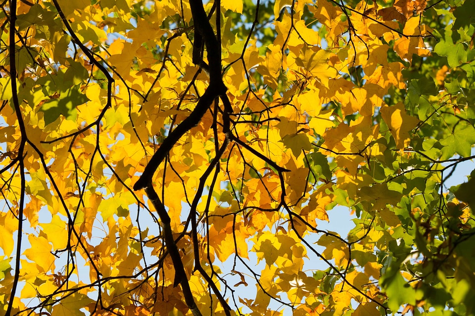 Autumn autumn season blue sky