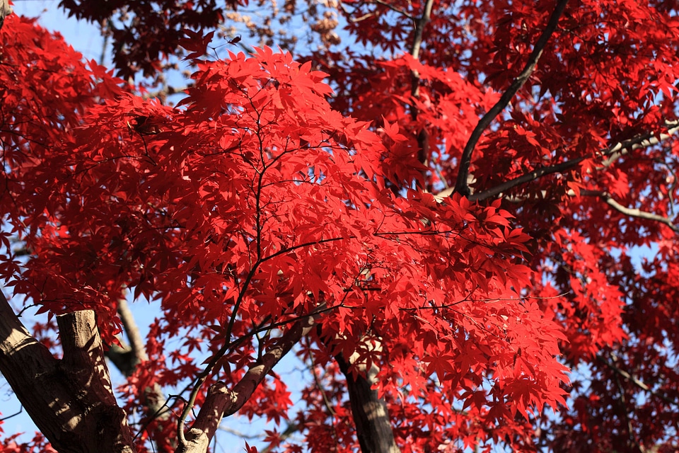 Autumn autumn season branch