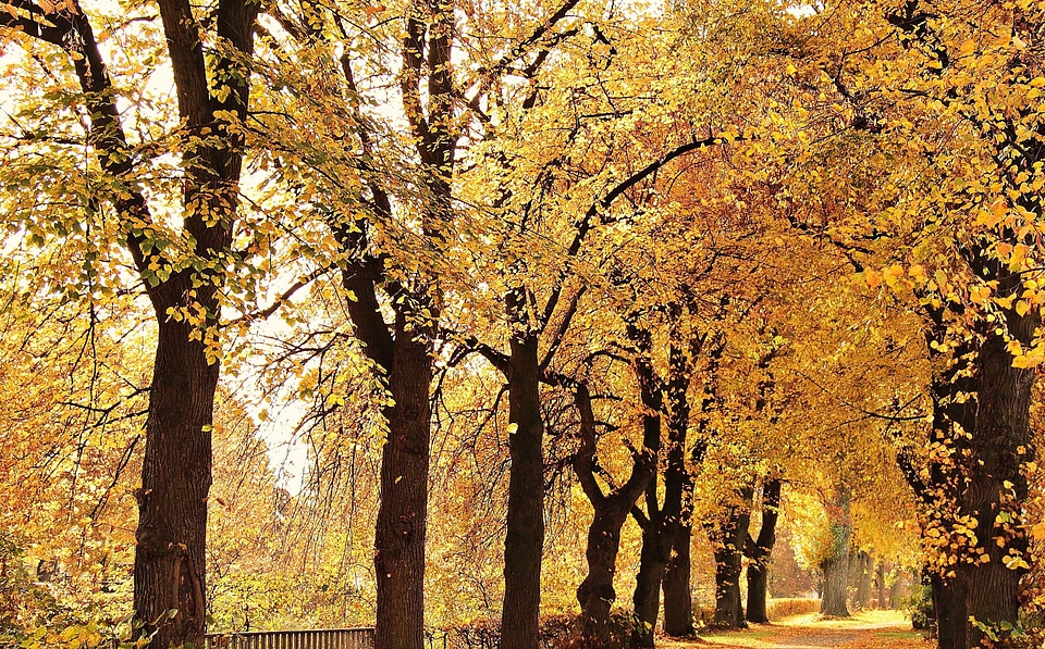 Alley autumn autumn season