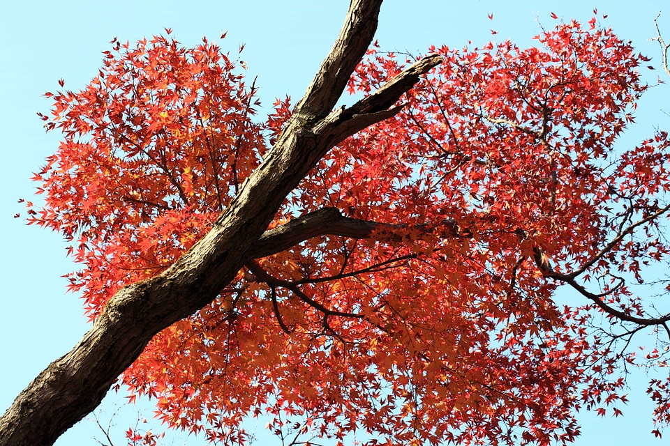 Autumn autumn season branch