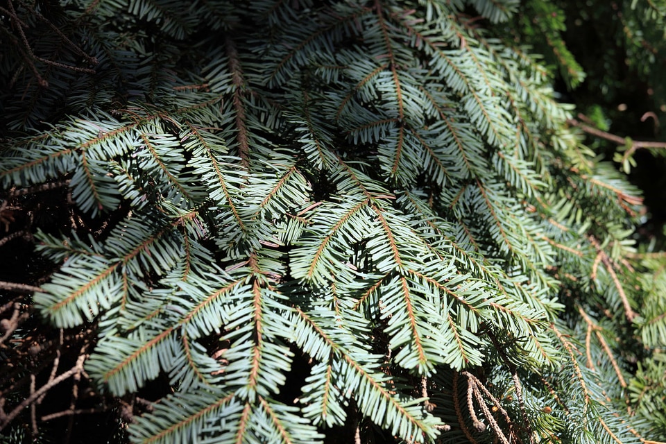 Branch conifer conifers