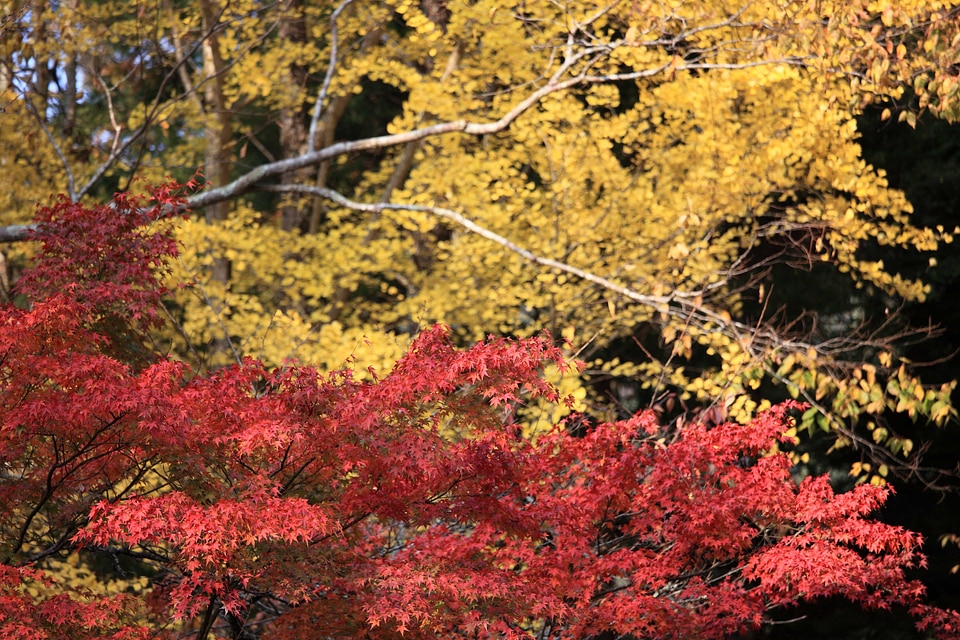 Autumn autumn season branch