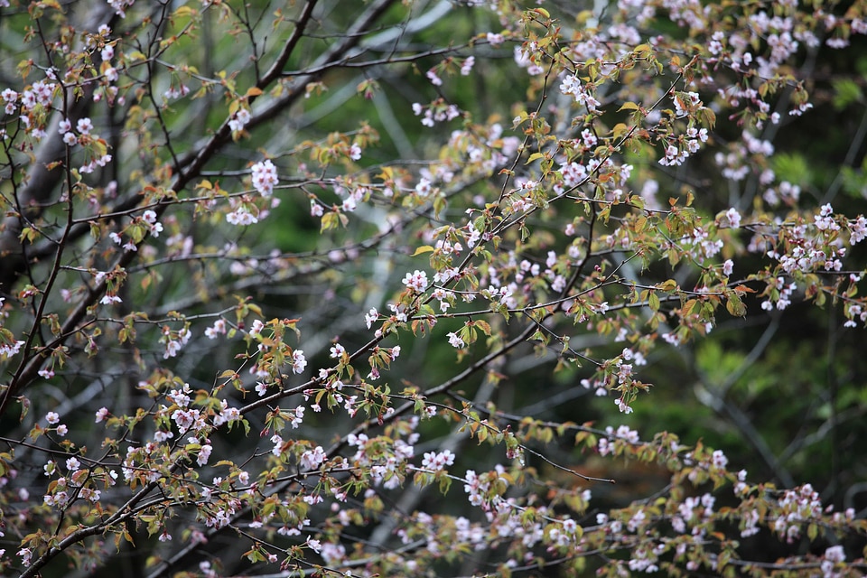 Beautiful Flowers blooming blossom