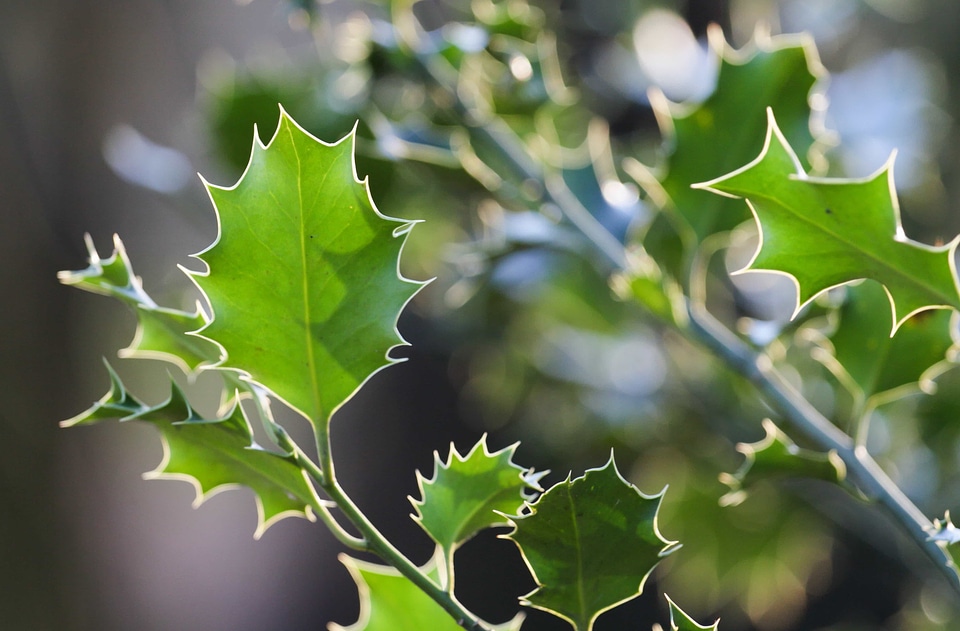 Branch daylight ecology