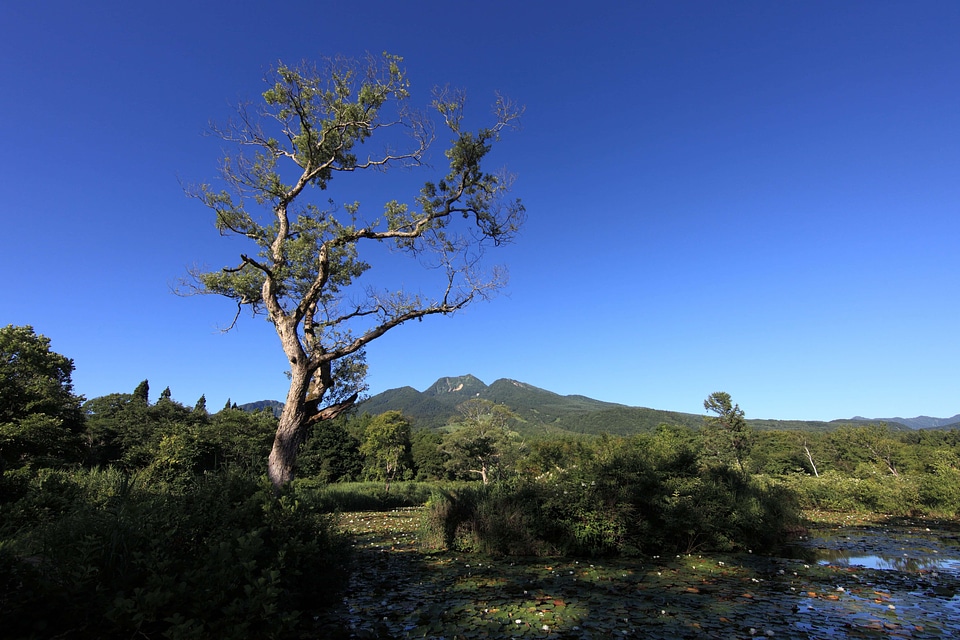 Cloud conifer countryside