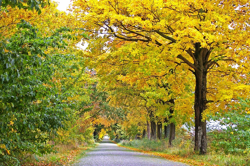 Acacia autumn autumn season
