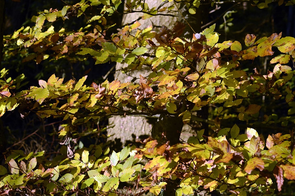 Autumn autumn season branch