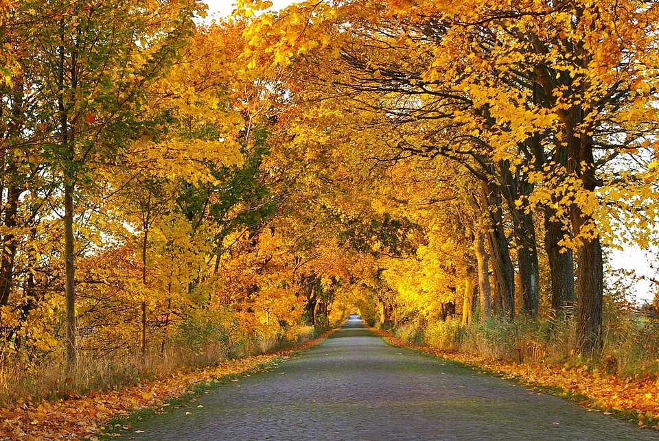 Acacia alley autumn