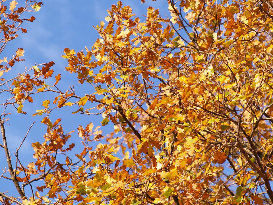 Autumn autumn season branch