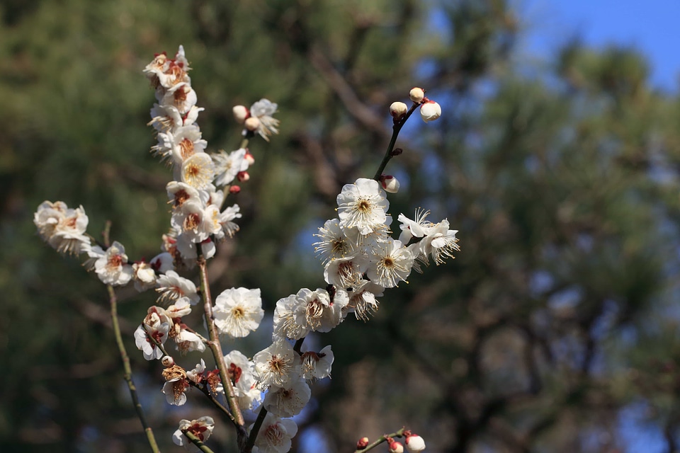 Beautiful Flowers bloom blooming