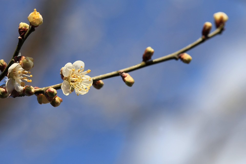 Beautiful Flowers bloom blooming