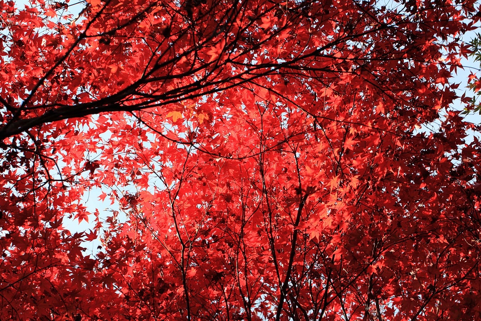 Autumn autumn season branch