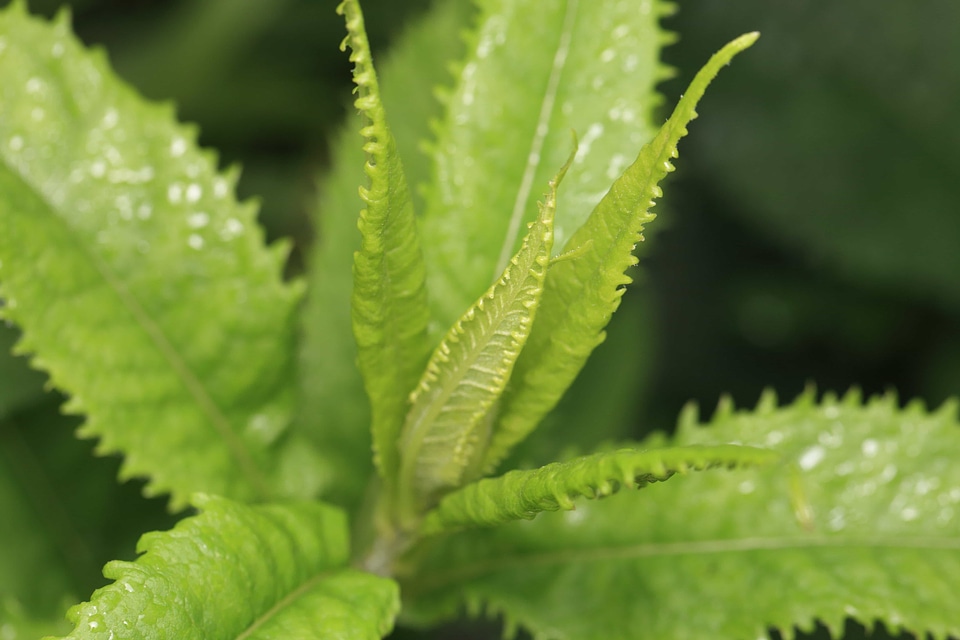 Dark Green daylight ecology photo