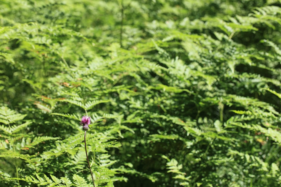 Dark Green ecology environment