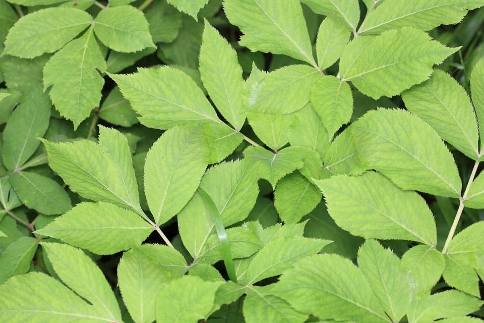 Agriculture dark green ecology