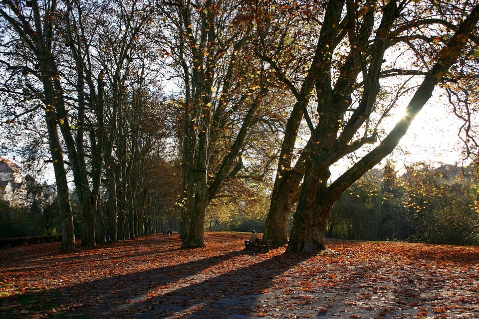 Alley autumn branch