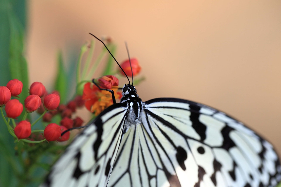 Animal arthropod beautiful flowers