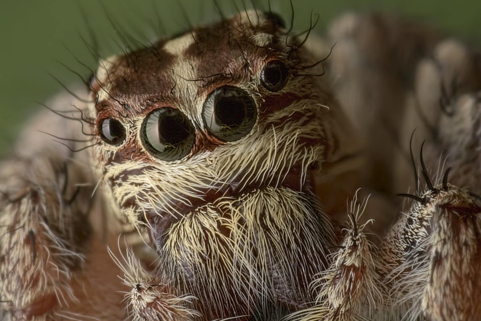 Animal arthropod beautiful image
