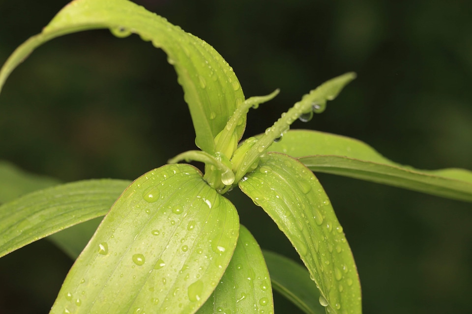 Dark Green daylight dew