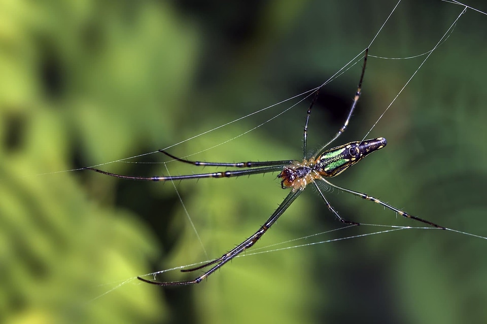 Animal arthropod beautiful image
