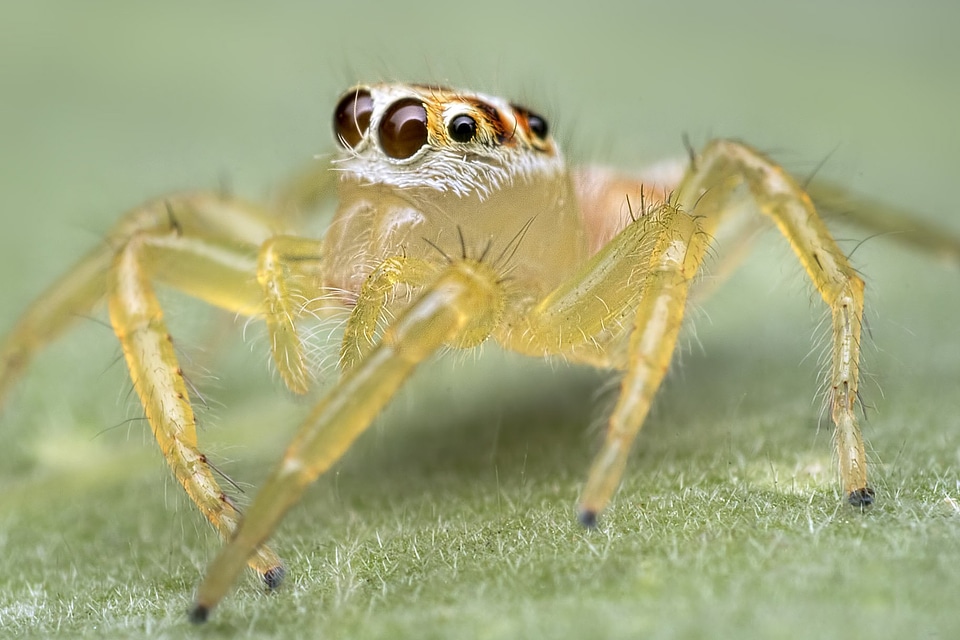 Animal arthropod beautiful image