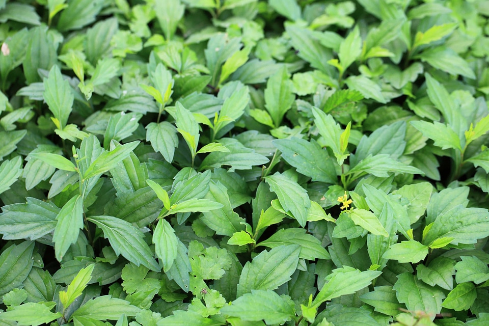 Ecology environment foliage