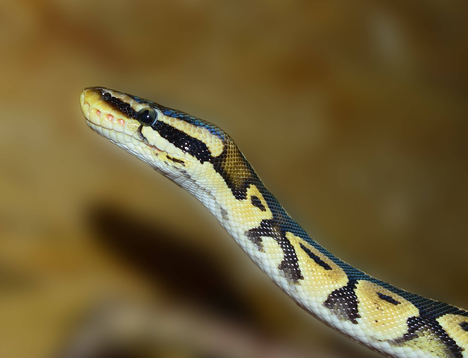 Animal biology brown