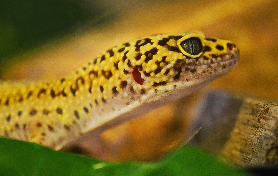 Animal biology brown